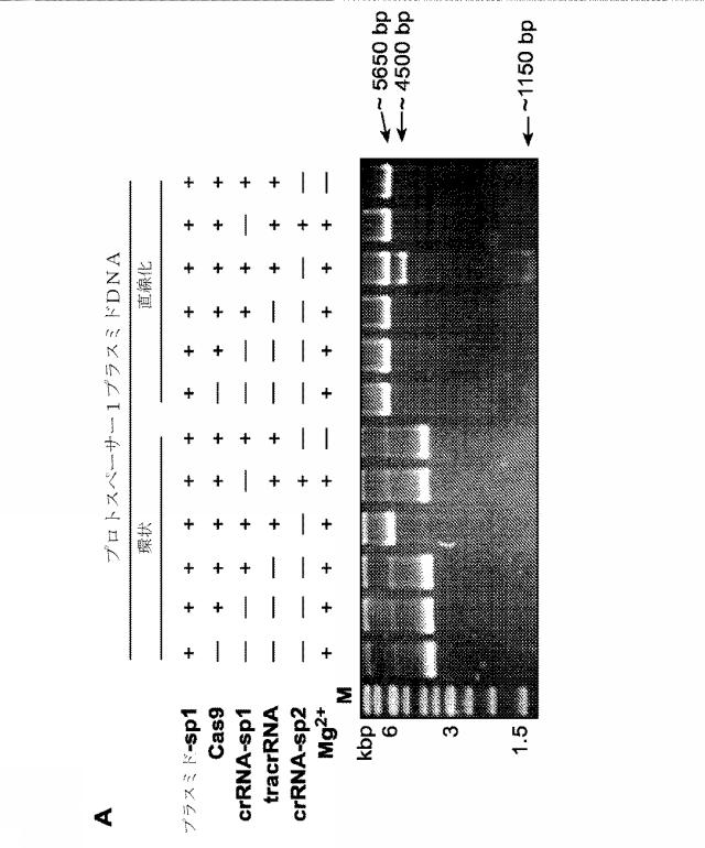 2018138054-ＲＮＡ依存性標的ＤＮＡ修飾およびＲＮＡ依存性転写調節のための方法および組成物 図000031
