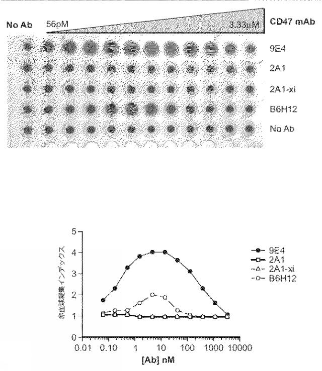 2018177813-血小板非減少性かつ赤血球非減少性ＣＤ４７抗体及びその使用方法 図000031