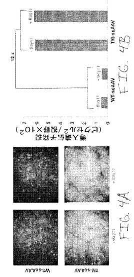 2020048571-キャプシド修飾ｒＡＡＶ３ベクター組成物およびヒト肝がんの遺伝子治療における使用方法 図000031