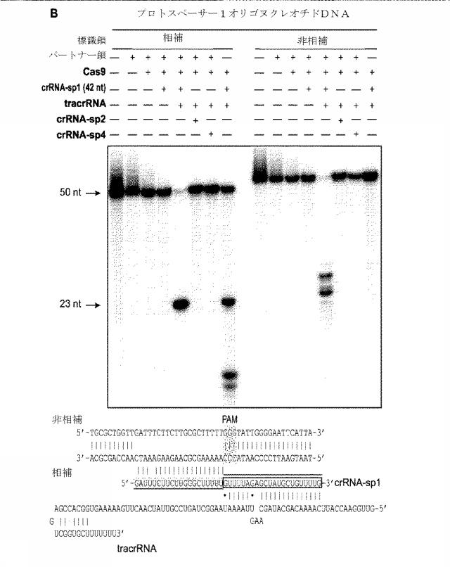 2018138054-ＲＮＡ依存性標的ＤＮＡ修飾およびＲＮＡ依存性転写調節のための方法および組成物 図000032