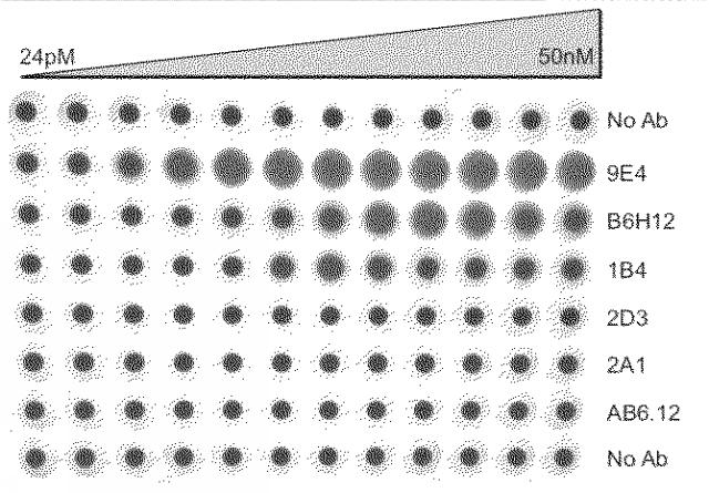 2018177813-血小板非減少性かつ赤血球非減少性ＣＤ４７抗体及びその使用方法 図000032