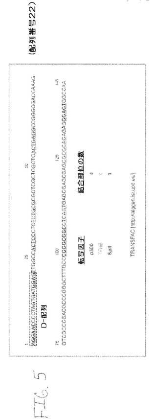 2020048571-キャプシド修飾ｒＡＡＶ３ベクター組成物およびヒト肝がんの遺伝子治療における使用方法 図000032