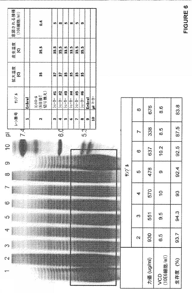 2020073503-タンパク質産生方法 図000032