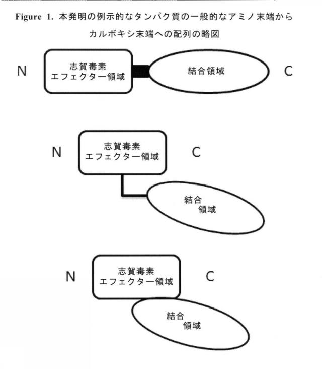 2020089385-アミノ末端の近位にある志賀毒素Ａサブユニットエフェクター領域及び細胞標的化免疫グロブリン型結合領域を含むタンパク質 図000032