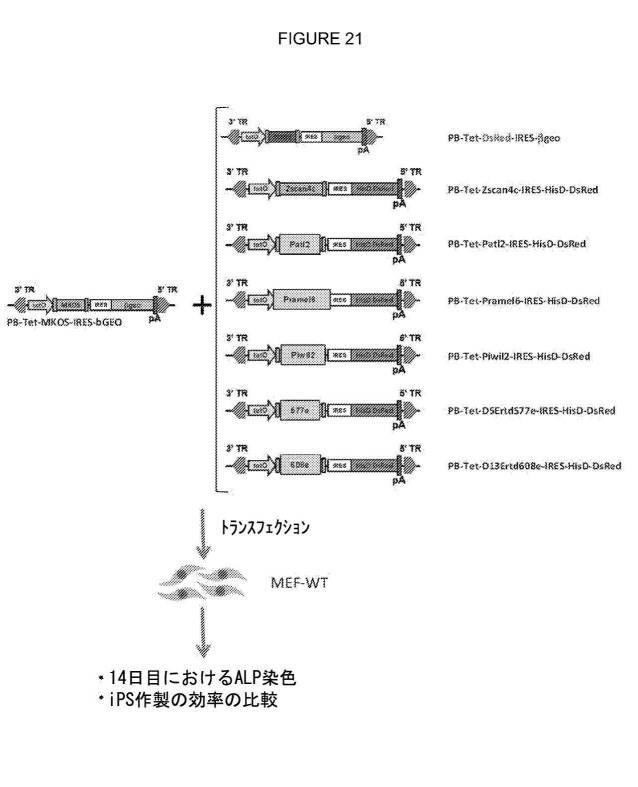 2017212985-ＺＳＣＡＮ４とＺＳＣＡＮ４依存性遺伝子を利用した体細胞の直接的な再プログラム化 図000033