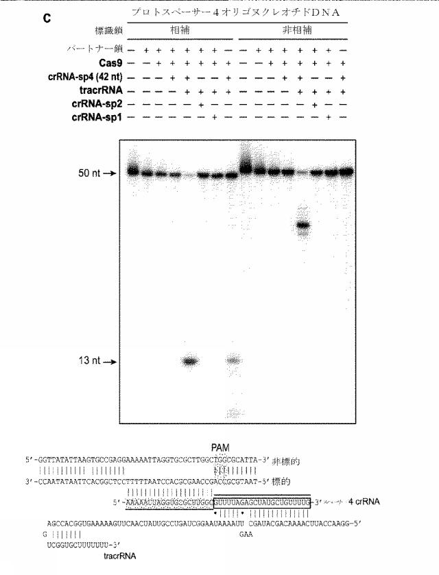 2018138054-ＲＮＡ依存性標的ＤＮＡ修飾およびＲＮＡ依存性転写調節のための方法および組成物 図000033