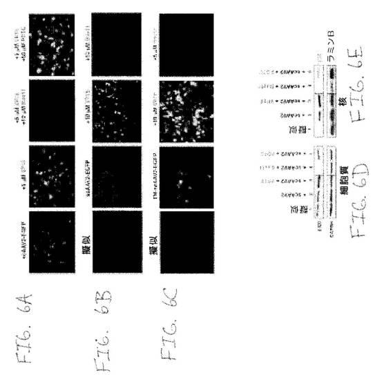 2020048571-キャプシド修飾ｒＡＡＶ３ベクター組成物およびヒト肝がんの遺伝子治療における使用方法 図000033