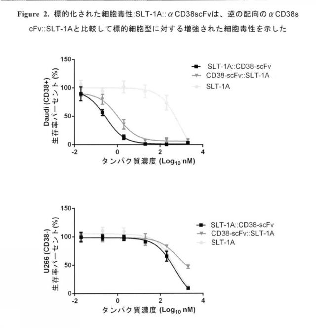 2020089385-アミノ末端の近位にある志賀毒素Ａサブユニットエフェクター領域及び細胞標的化免疫グロブリン型結合領域を含むタンパク質 図000033