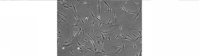 2018113985-細胞中でタンパク質を発現するための方法および生成物 図000034