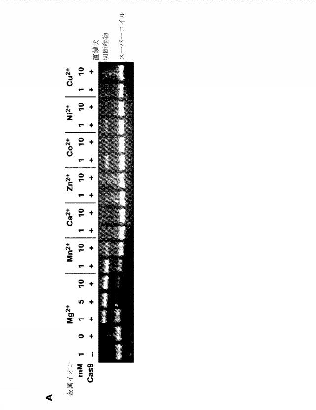 2018138054-ＲＮＡ依存性標的ＤＮＡ修飾およびＲＮＡ依存性転写調節のための方法および組成物 図000034