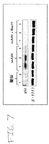 2020048571-キャプシド修飾ｒＡＡＶ３ベクター組成物およびヒト肝がんの遺伝子治療における使用方法 図000034