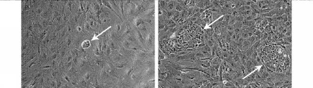 2018113985-細胞中でタンパク質を発現するための方法および生成物 図000035