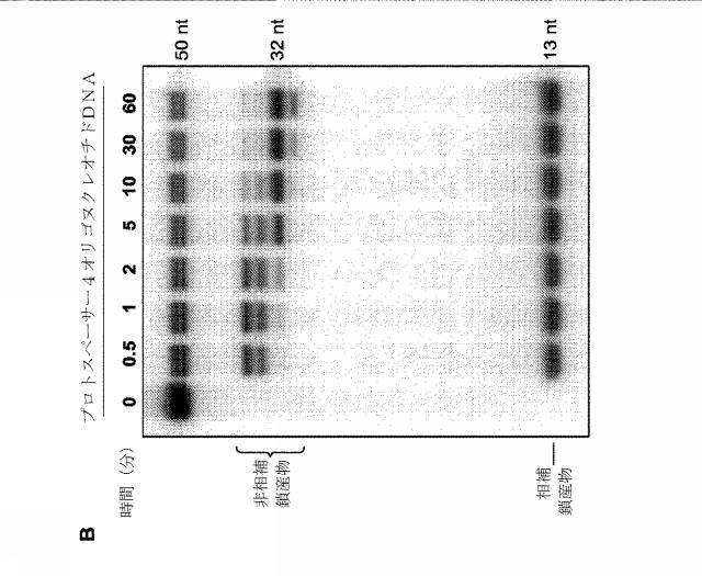 2018138054-ＲＮＡ依存性標的ＤＮＡ修飾およびＲＮＡ依存性転写調節のための方法および組成物 図000035