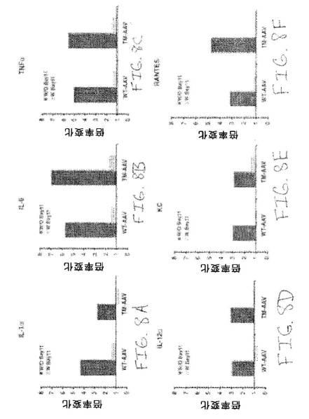 2020048571-キャプシド修飾ｒＡＡＶ３ベクター組成物およびヒト肝がんの遺伝子治療における使用方法 図000035