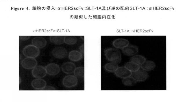 2020089385-アミノ末端の近位にある志賀毒素Ａサブユニットエフェクター領域及び細胞標的化免疫グロブリン型結合領域を含むタンパク質 図000035