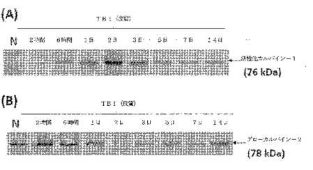 2016105097-ニューロン損傷診断のためのマイクロＲＮＡ、自己抗体およびタンパク質マーカー 図000036