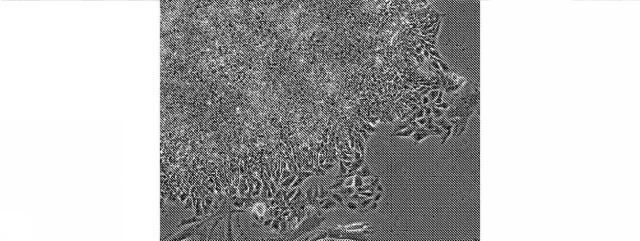 2018113985-細胞中でタンパク質を発現するための方法および生成物 図000036