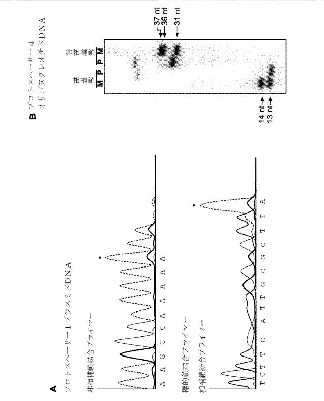 2018138054-ＲＮＡ依存性標的ＤＮＡ修飾およびＲＮＡ依存性転写調節のための方法および組成物 図000036