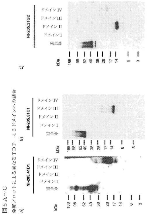 2019022500-ＴＤＰ−４３に特異的な結合分子 図000037