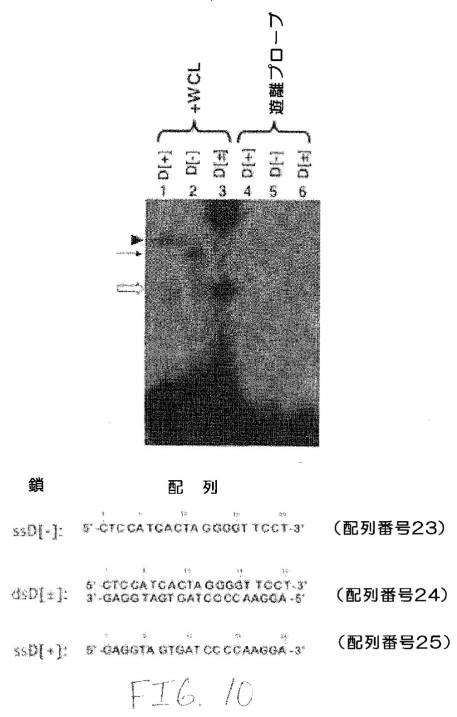 2020048571-キャプシド修飾ｒＡＡＶ３ベクター組成物およびヒト肝がんの遺伝子治療における使用方法 図000037