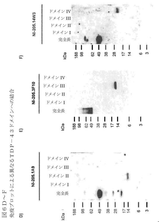2019022500-ＴＤＰ−４３に特異的な結合分子 図000038