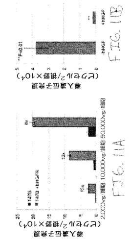 2020048571-キャプシド修飾ｒＡＡＶ３ベクター組成物およびヒト肝がんの遺伝子治療における使用方法 図000038
