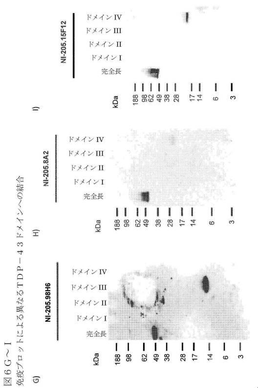 2019022500-ＴＤＰ−４３に特異的な結合分子 図000039