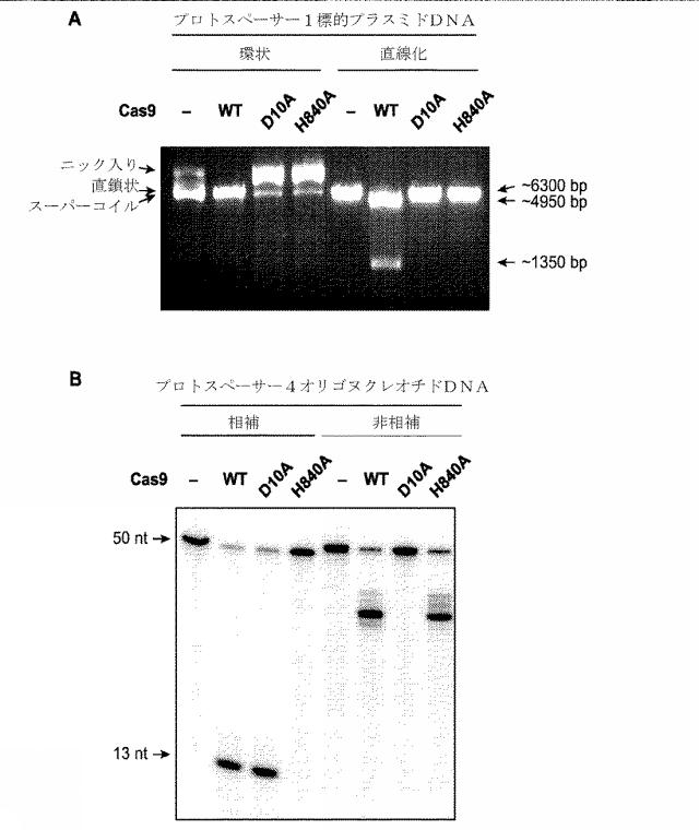 2018138054-ＲＮＡ依存性標的ＤＮＡ修飾およびＲＮＡ依存性転写調節のための方法および組成物 図000040