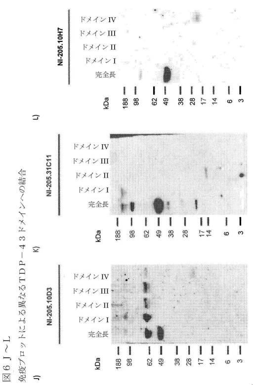 2019022500-ＴＤＰ−４３に特異的な結合分子 図000040