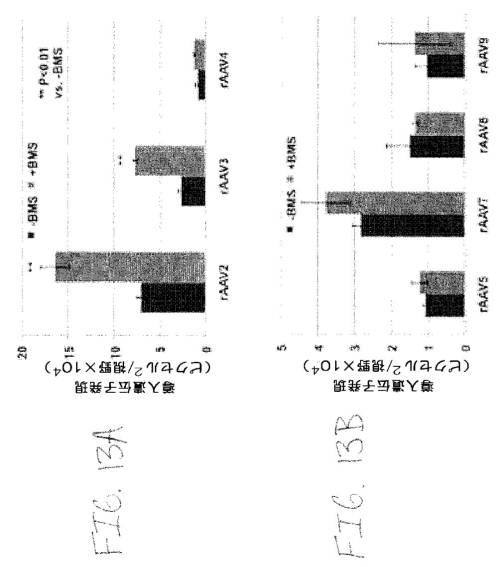 2020048571-キャプシド修飾ｒＡＡＶ３ベクター組成物およびヒト肝がんの遺伝子治療における使用方法 図000040