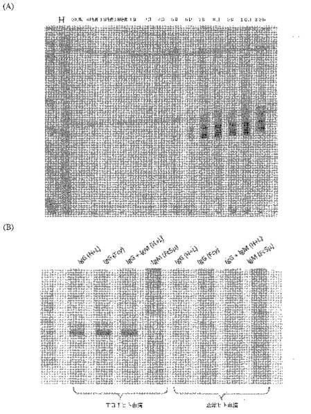 2016105097-ニューロン損傷診断のためのマイクロＲＮＡ、自己抗体およびタンパク質マーカー 図000041