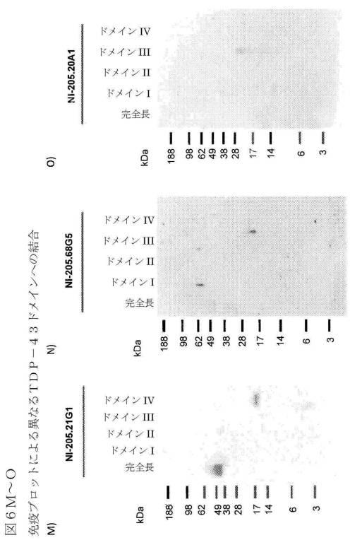 2019022500-ＴＤＰ−４３に特異的な結合分子 図000041