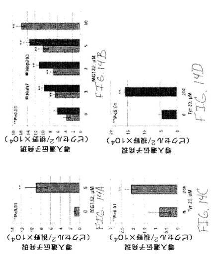 2020048571-キャプシド修飾ｒＡＡＶ３ベクター組成物およびヒト肝がんの遺伝子治療における使用方法 図000041