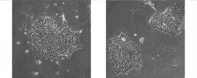 2018113985-細胞中でタンパク質を発現するための方法および生成物 図000042