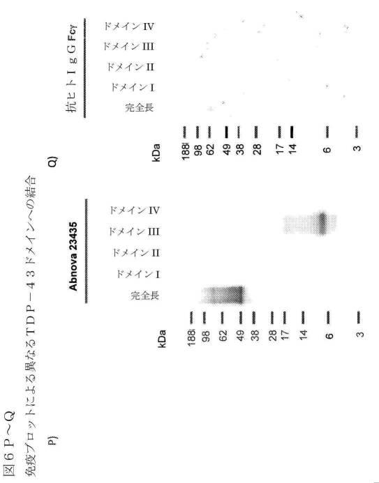 2019022500-ＴＤＰ−４３に特異的な結合分子 図000042