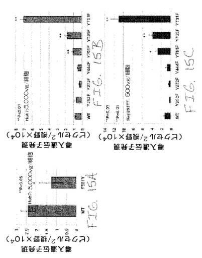 2020048571-キャプシド修飾ｒＡＡＶ３ベクター組成物およびヒト肝がんの遺伝子治療における使用方法 図000042