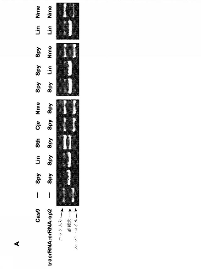 2018138054-ＲＮＡ依存性標的ＤＮＡ修飾およびＲＮＡ依存性転写調節のための方法および組成物 図000044