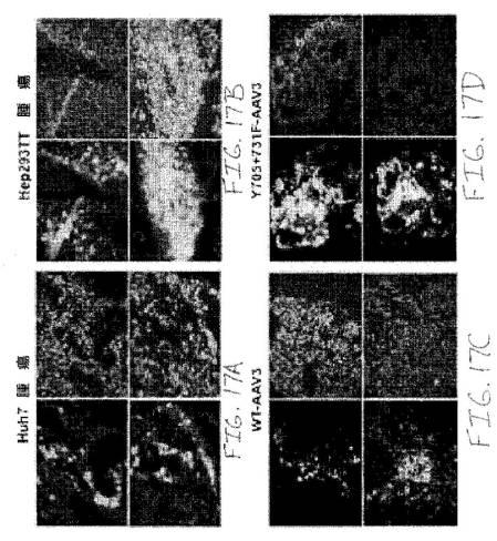 2020048571-キャプシド修飾ｒＡＡＶ３ベクター組成物およびヒト肝がんの遺伝子治療における使用方法 図000044