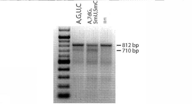 2018113985-細胞中でタンパク質を発現するための方法および生成物 図000045