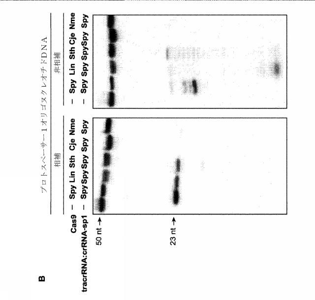 2018138054-ＲＮＡ依存性標的ＤＮＡ修飾およびＲＮＡ依存性転写調節のための方法および組成物 図000045