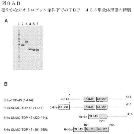 2019022500-ＴＤＰ−４３に特異的な結合分子 図000045