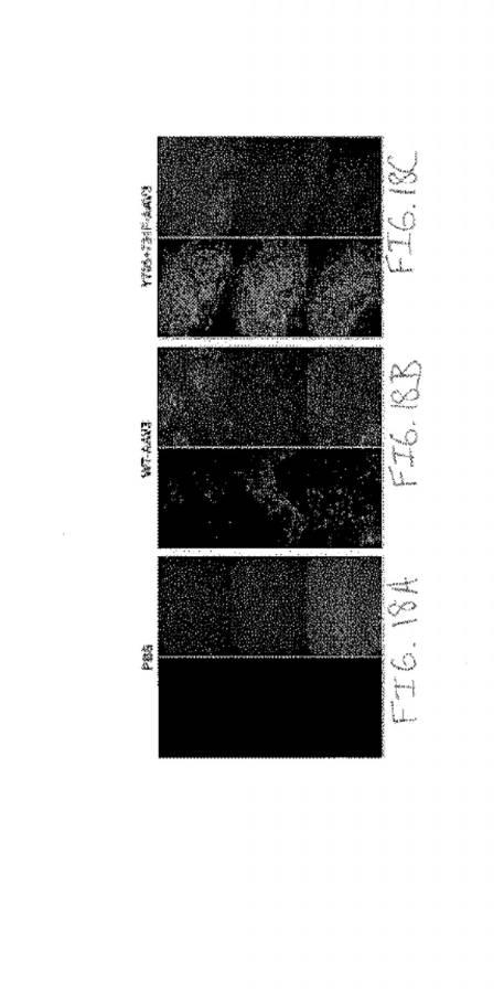 2020048571-キャプシド修飾ｒＡＡＶ３ベクター組成物およびヒト肝がんの遺伝子治療における使用方法 図000045