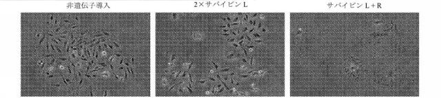 2018113985-細胞中でタンパク質を発現するための方法および生成物 図000046