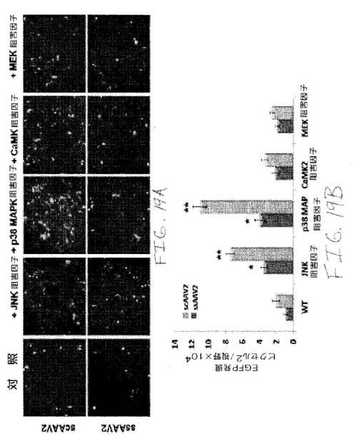 2020048571-キャプシド修飾ｒＡＡＶ３ベクター組成物およびヒト肝がんの遺伝子治療における使用方法 図000046