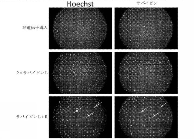 2018113985-細胞中でタンパク質を発現するための方法および生成物 図000047