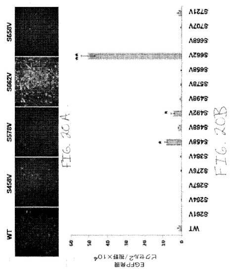 2020048571-キャプシド修飾ｒＡＡＶ３ベクター組成物およびヒト肝がんの遺伝子治療における使用方法 図000047