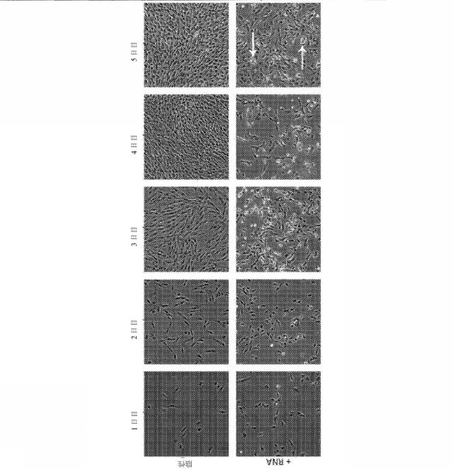 2018113985-細胞中でタンパク質を発現するための方法および生成物 図000048