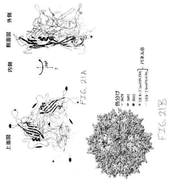 2020048571-キャプシド修飾ｒＡＡＶ３ベクター組成物およびヒト肝がんの遺伝子治療における使用方法 図000048