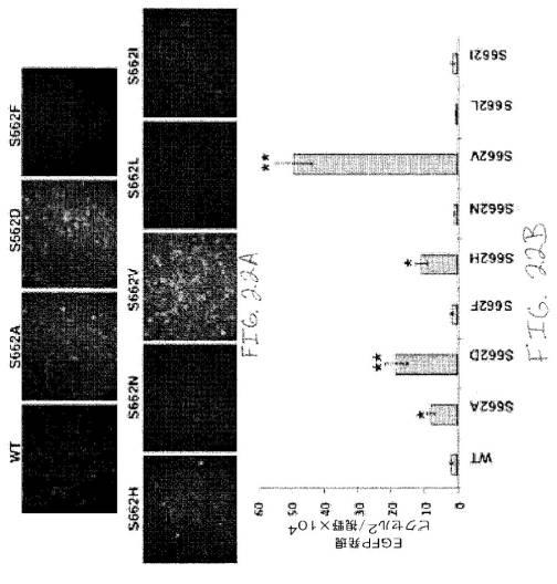 2020048571-キャプシド修飾ｒＡＡＶ３ベクター組成物およびヒト肝がんの遺伝子治療における使用方法 図000049