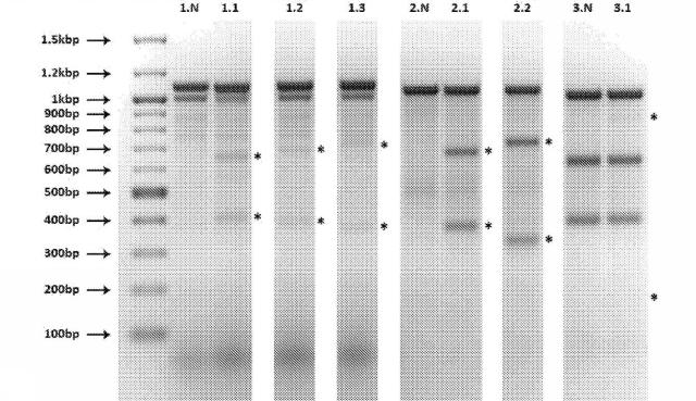 2018113985-細胞中でタンパク質を発現するための方法および生成物 図000050